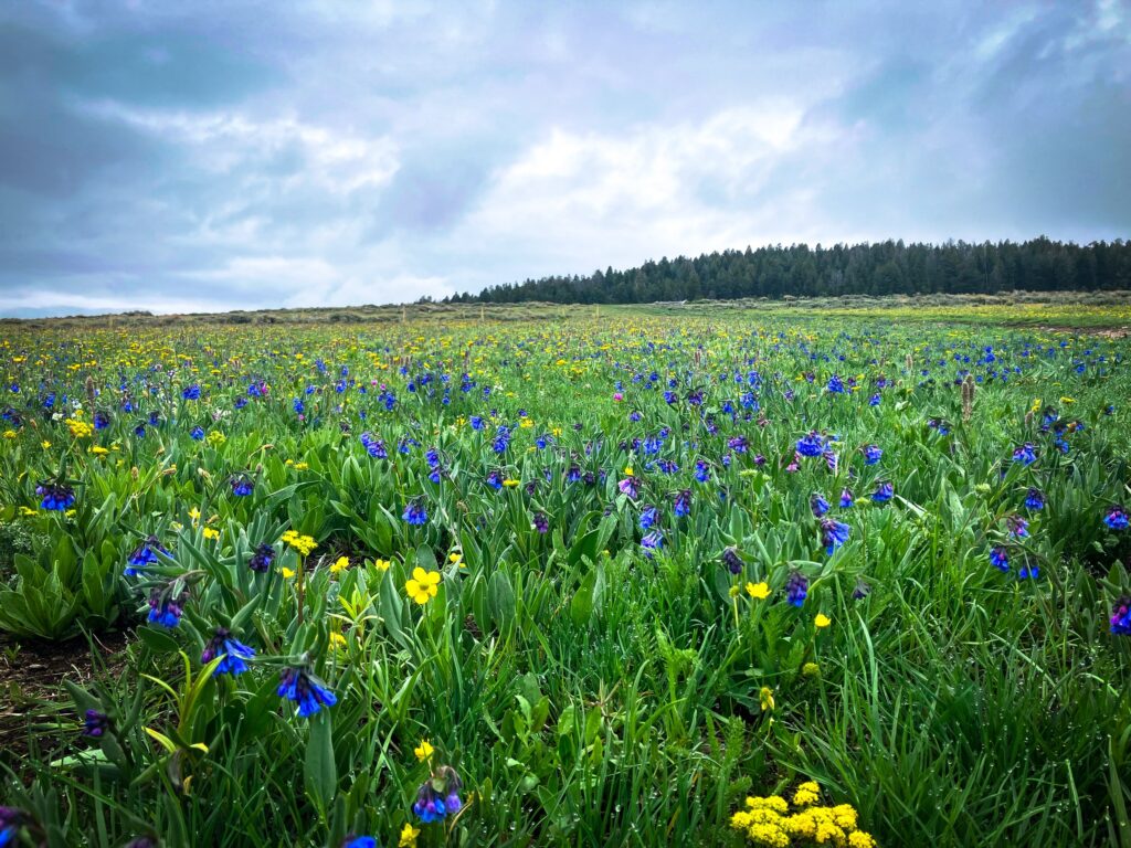A diverse field of native flowers including Sagebrush bluebell (Mertensia oblongifolia), buttercups (Ranunculus spp.), and biscuitroot (Lomatium spp.).