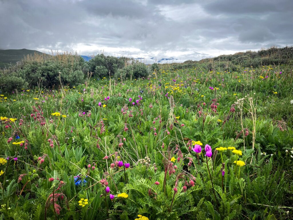A diverse field of native flowers including Prairie smoke (Geum triflorum), Few-flowered shooting star (Primula pulchellum), Sagebrush bluebell (Mertensia oblongifolia), and biscuitroot (Lomatium spp.).