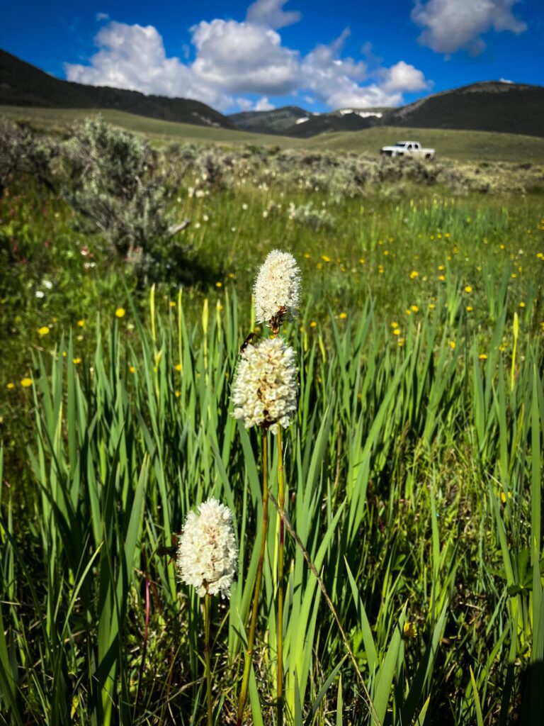 American bistort (Polygonum bistortoides) thrives in wet meadows. A member of the knotweed and buckwheat family, it was historically an important food plant for Western Tribal communities.