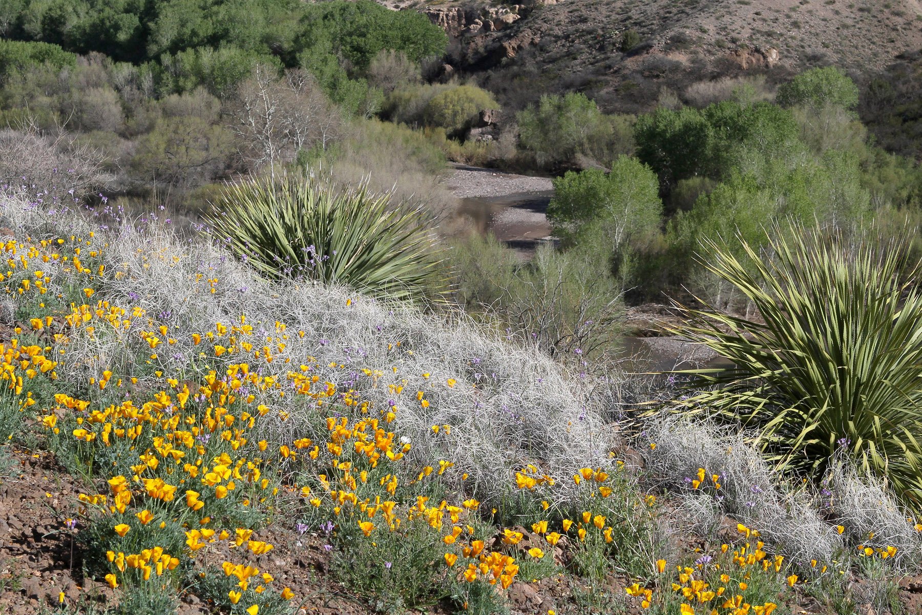 A landscape with large succulent plants