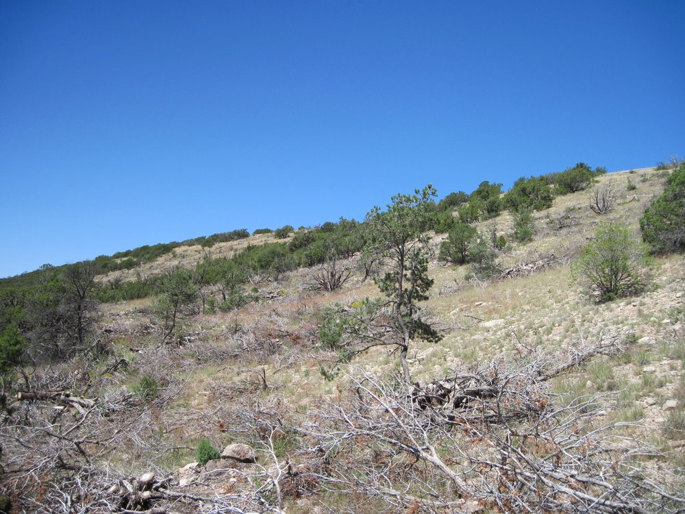 A hillside after a thinning treatment