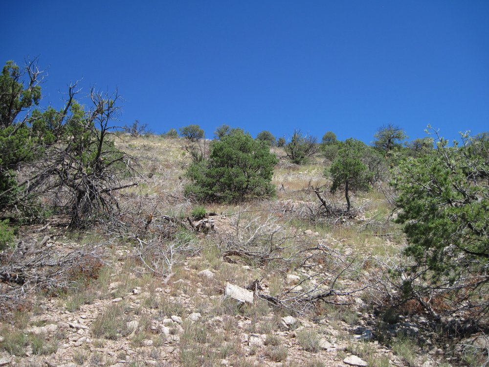 A hillside after a thinning treatment