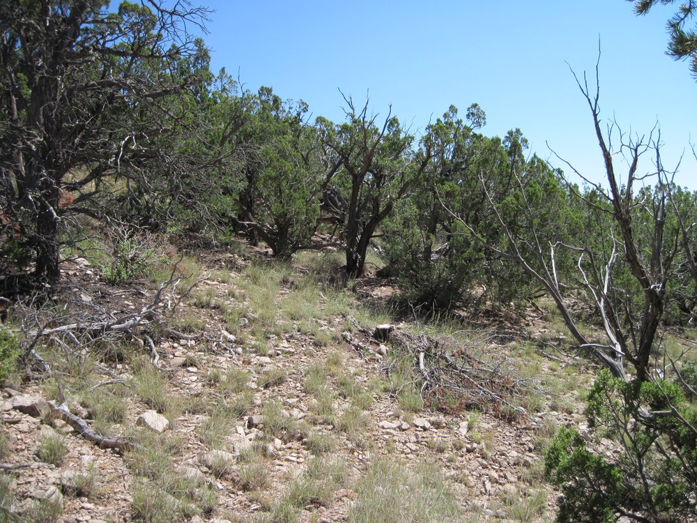A hillside after a thinning treatment