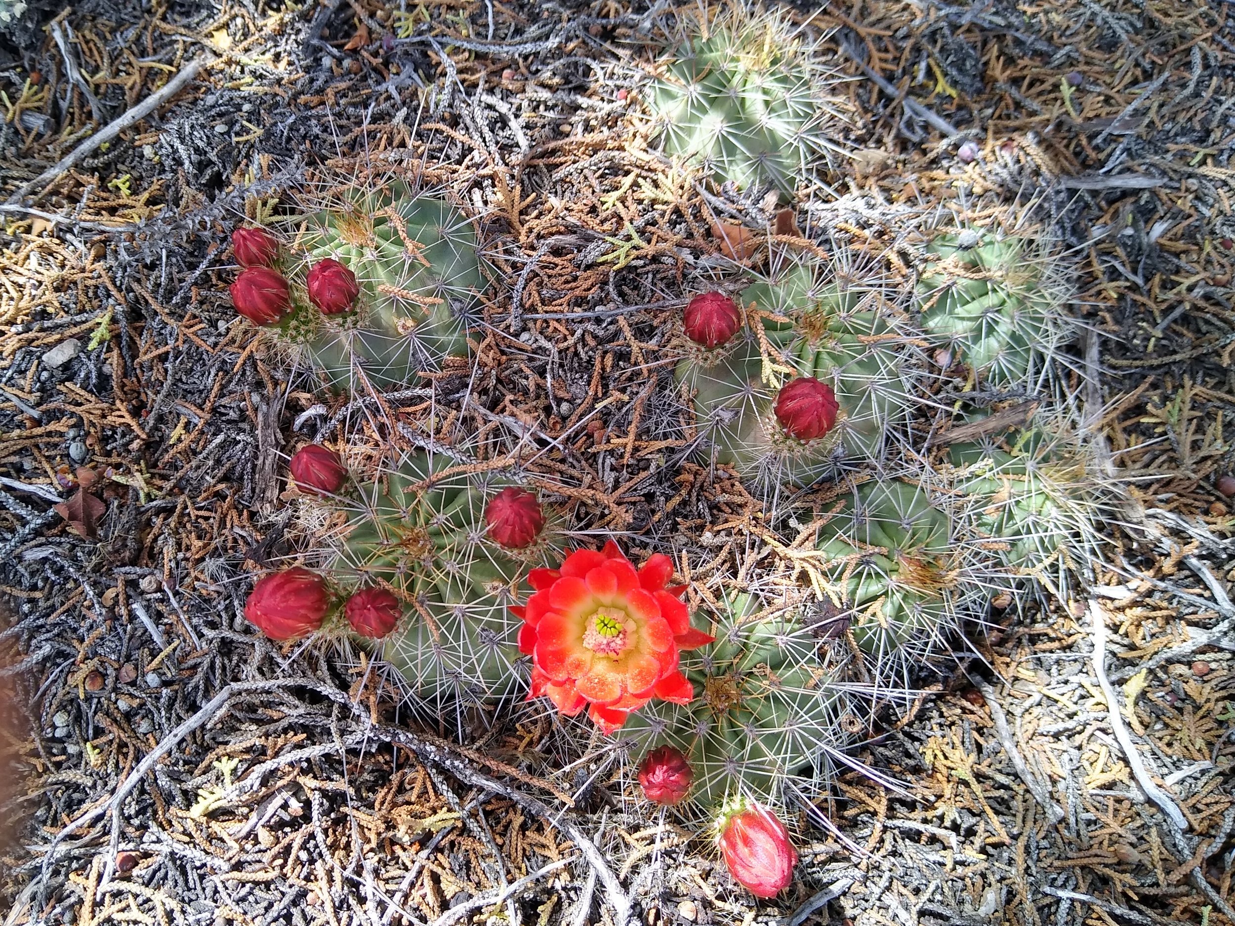 Flowering cactus plants