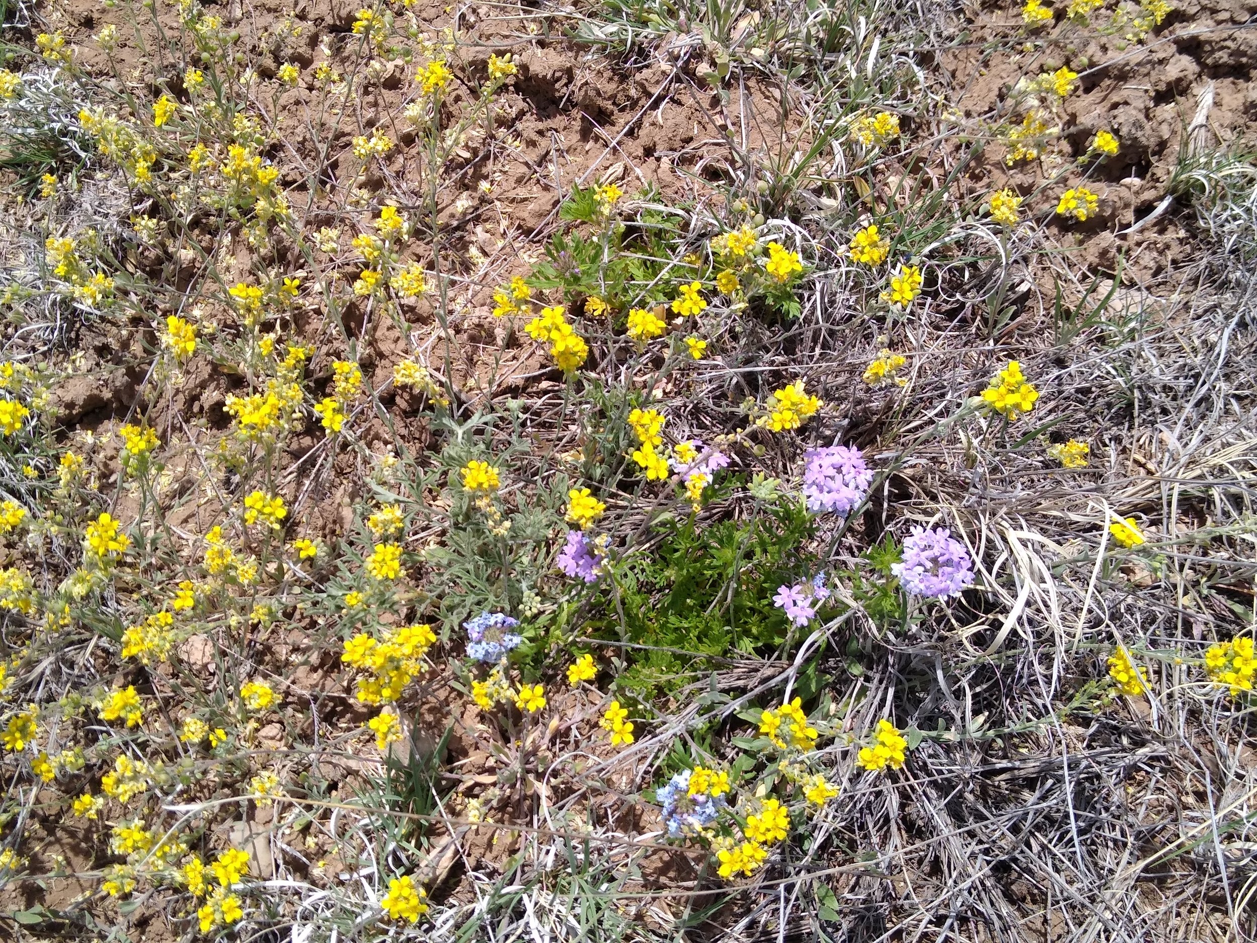 An array of native wildflowers blooming