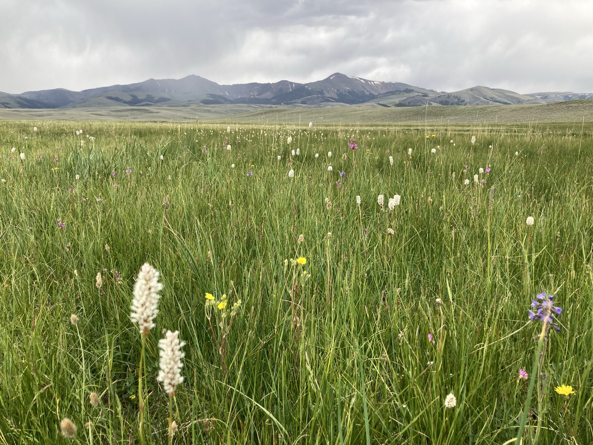 A field of wildflowers.