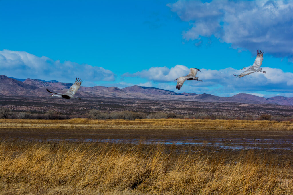 Migratory birds flying