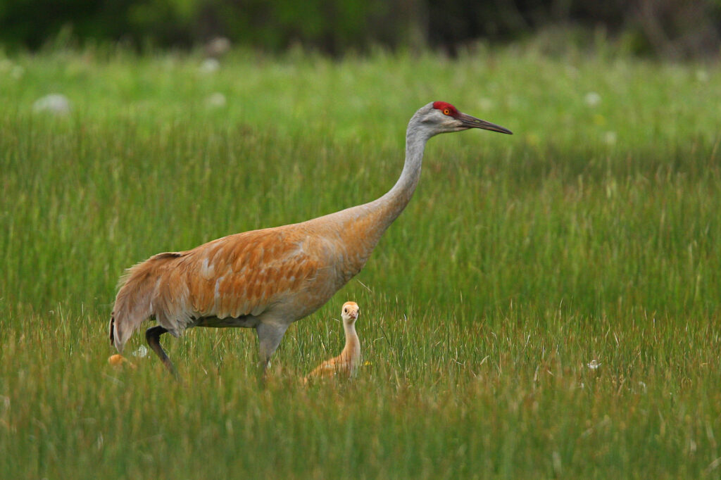 A sandhill crane and colt in a feild.