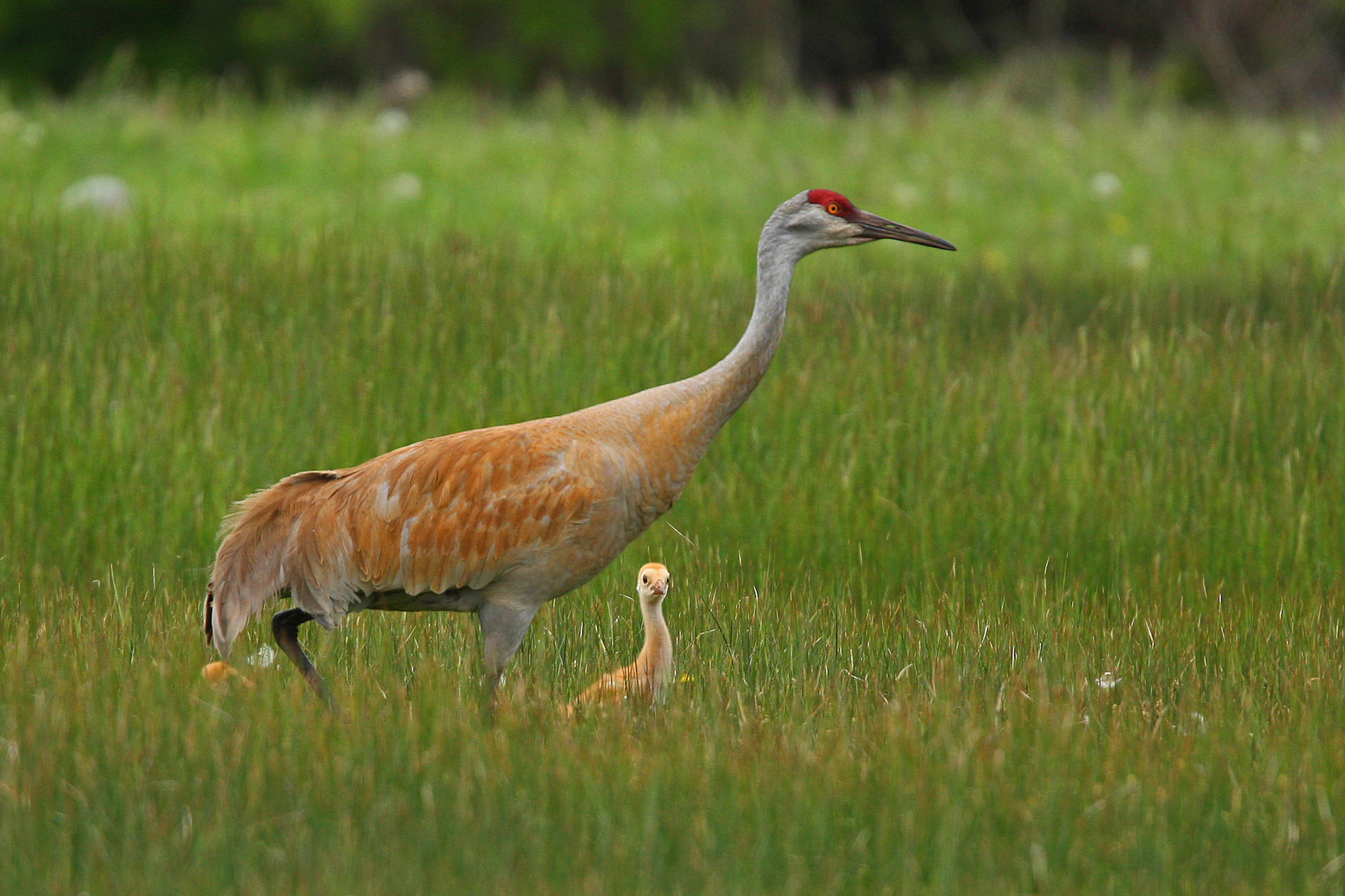Greater Sandhill Cranes