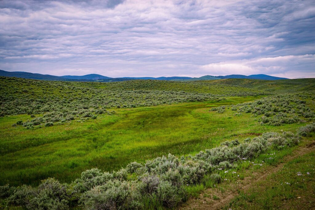 A green meadow in the sagebrush.