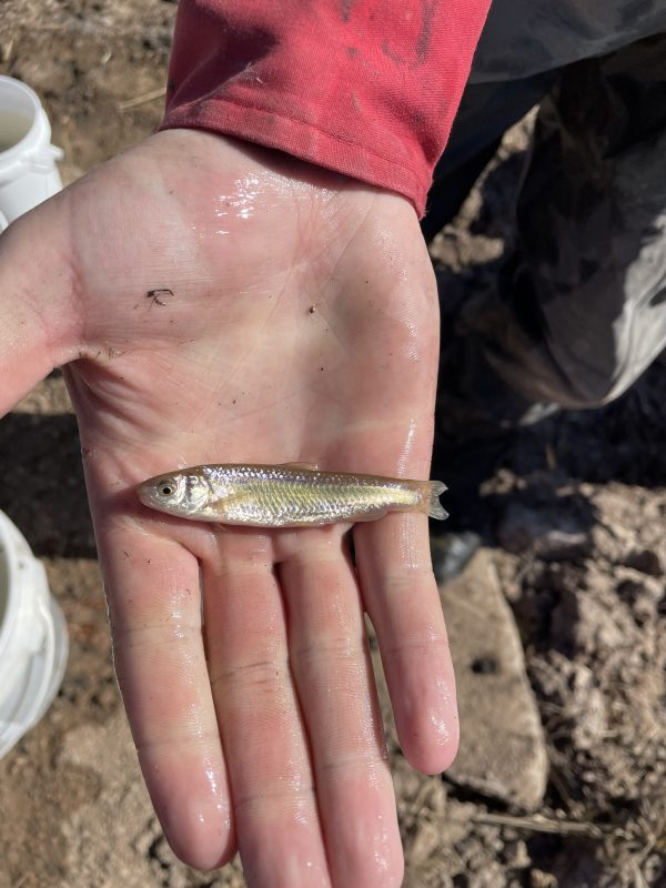 The Dowlin Diversion on the Laramie River is almost a complete barrier to the passage of native fish, like the Brassy Minnow.