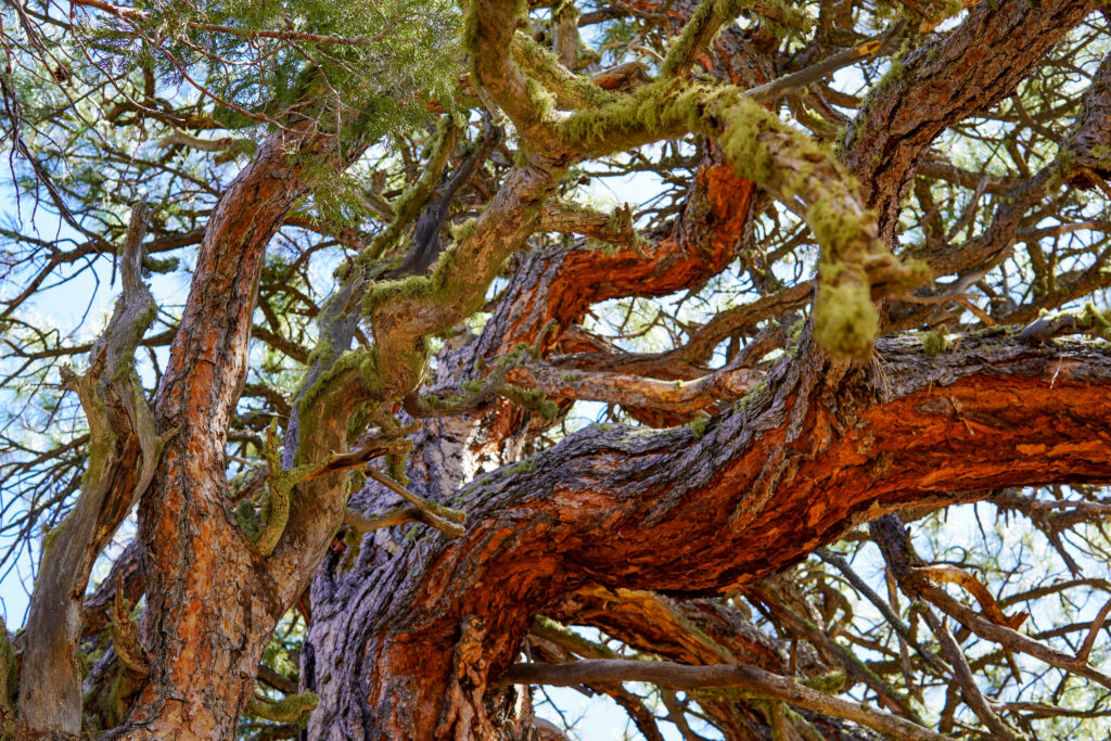 Looking upward at ponderosa pine limbs against the sky.