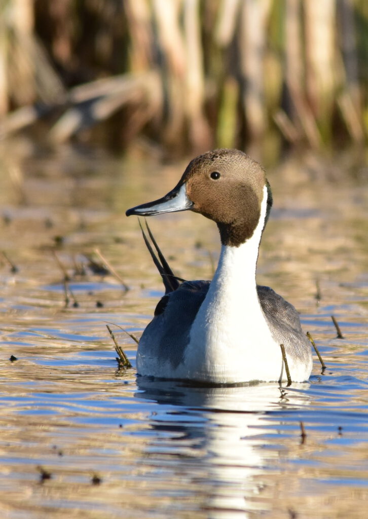 Pintail duck in water.