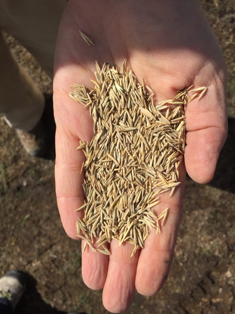 A hand holding native seed