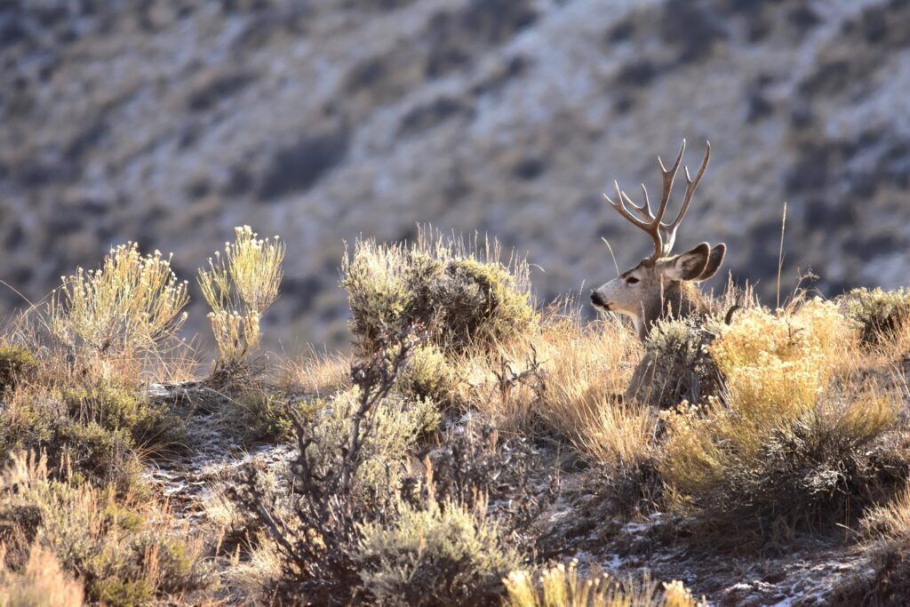 Mule deer in field