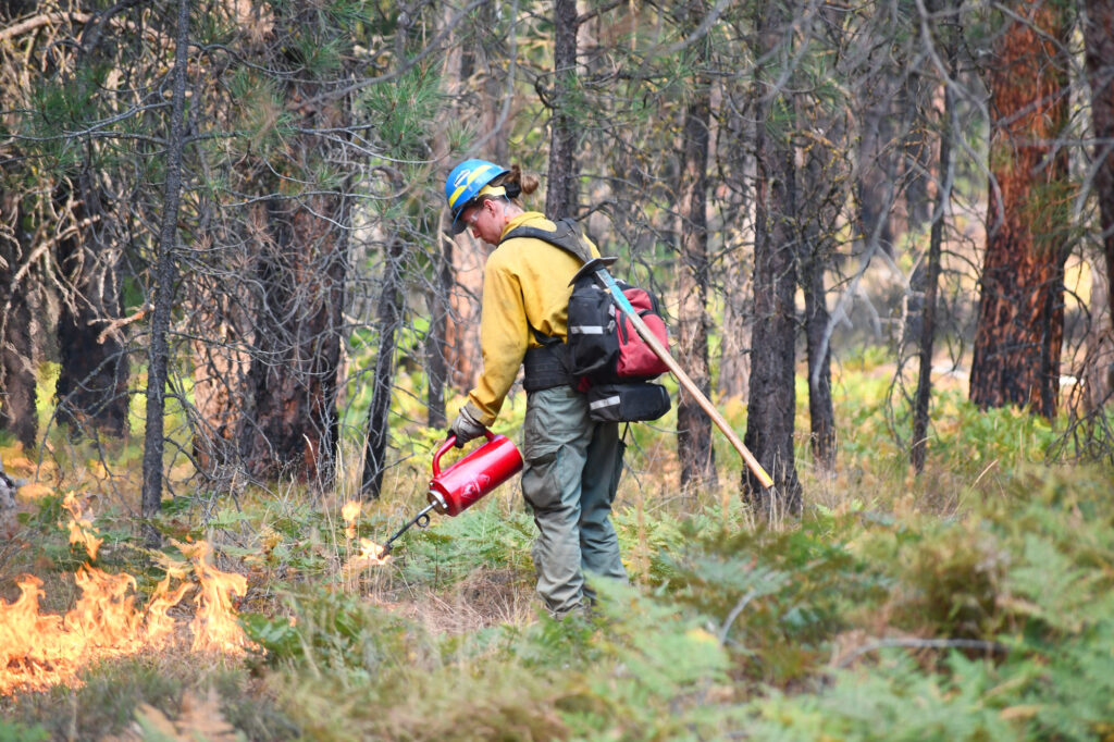 An trained professional conducting a controlled burn.