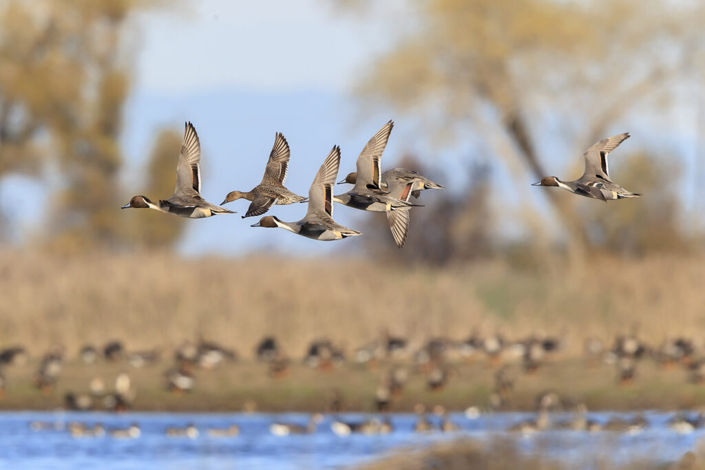 Six pintails fly over the blurred background of a wetland full of other ducks.