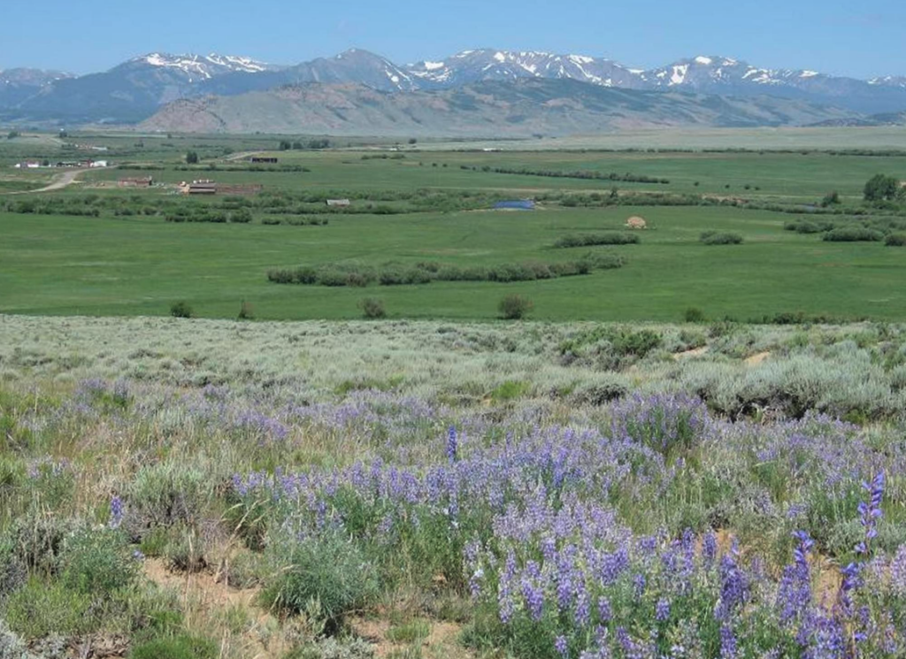 A green valley and riparian corridor with flood-irrigated hay meadows surrounded by sagebrush and montane uplands.