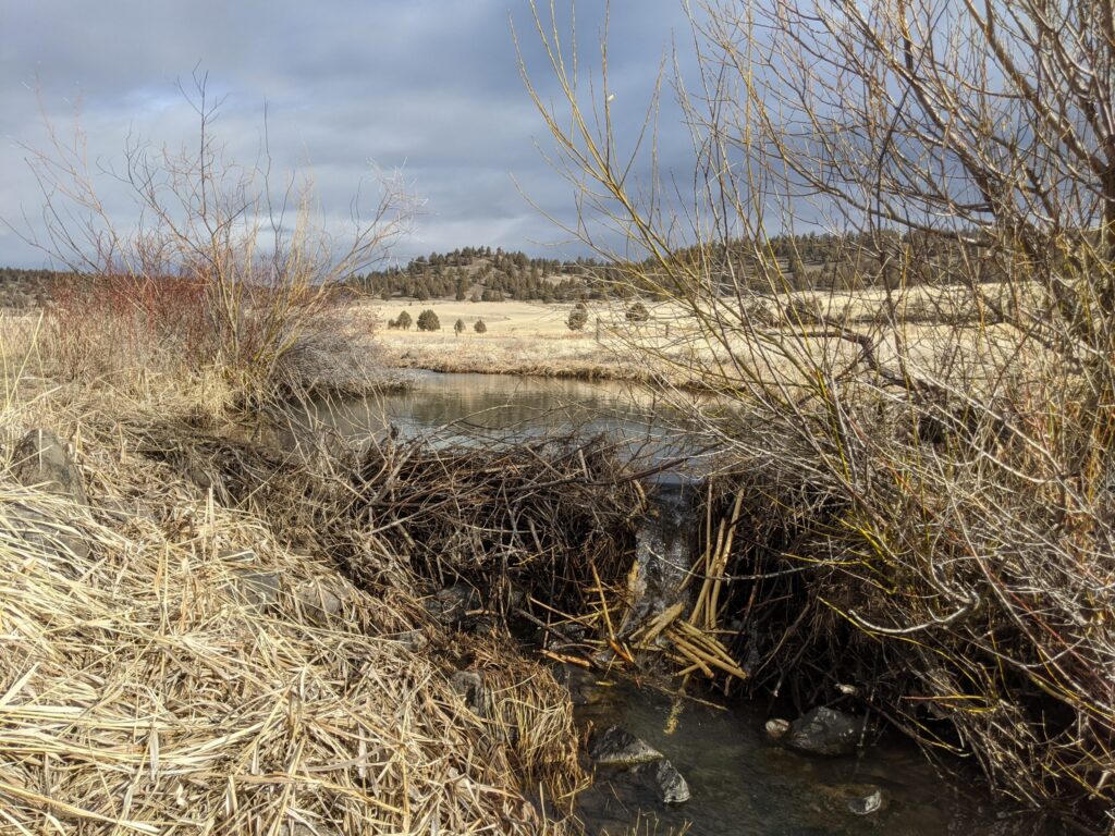 A beaver dam analog in a creek.