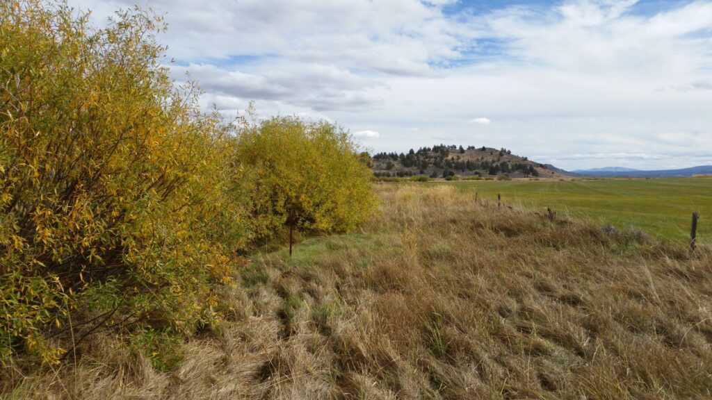 Willows and grasses obscure a creek.