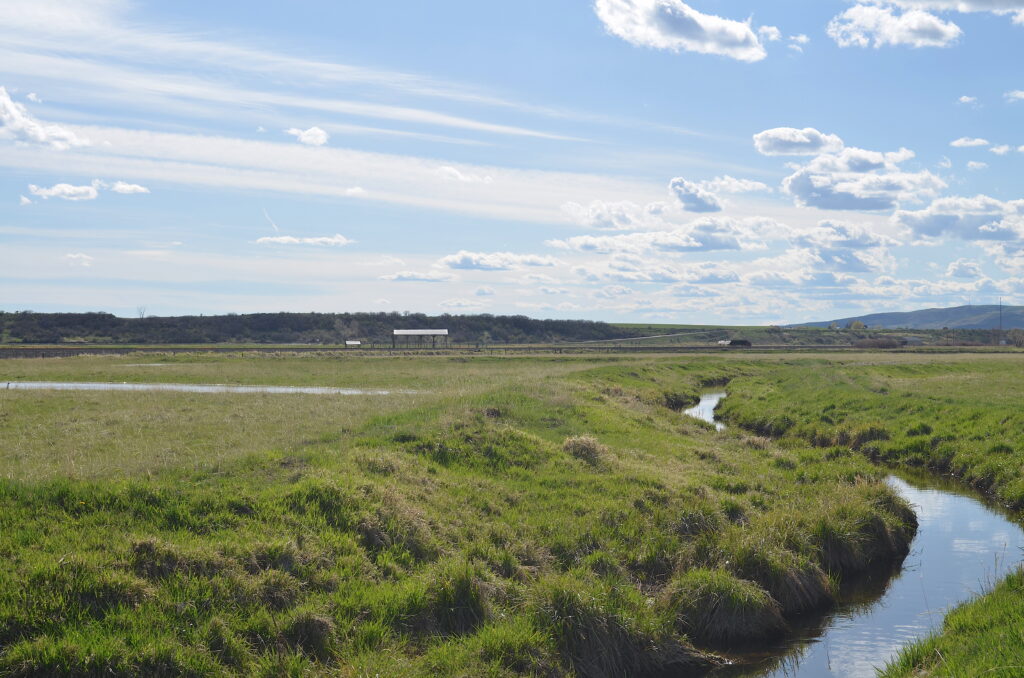 A ditch winds its way through a green field.