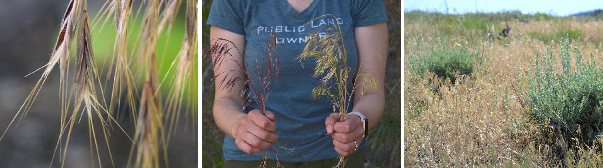 Cheatgrass trio for IDying.png