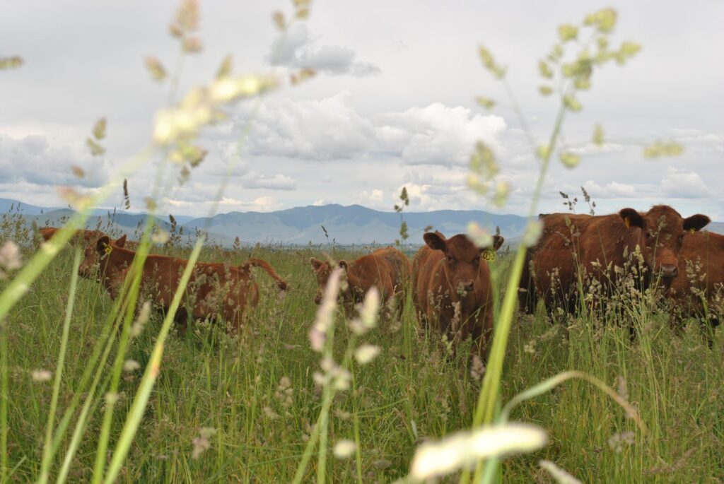 Cows in a grassy field