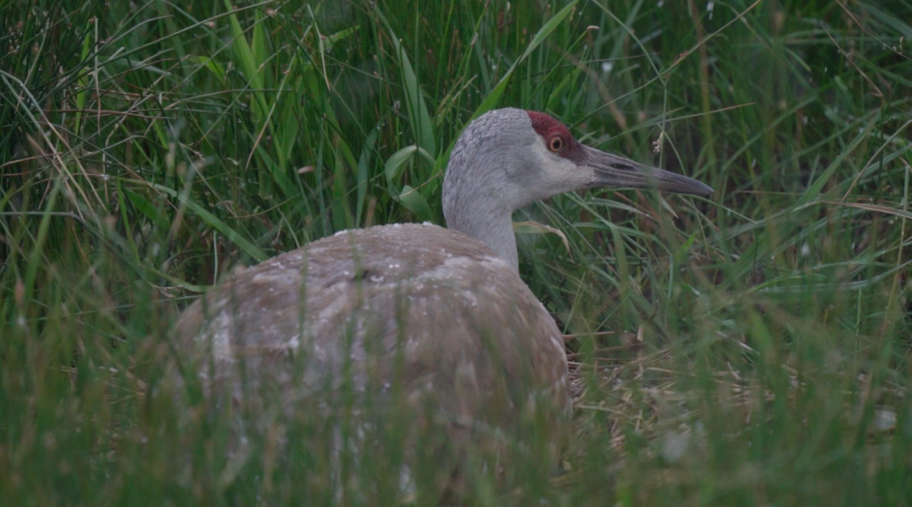 A sandhill crane sits on a nest in tall grass.