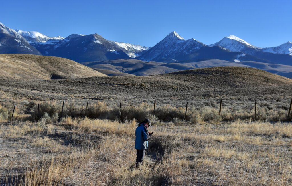 Cheatgrass monitoring in Idaho