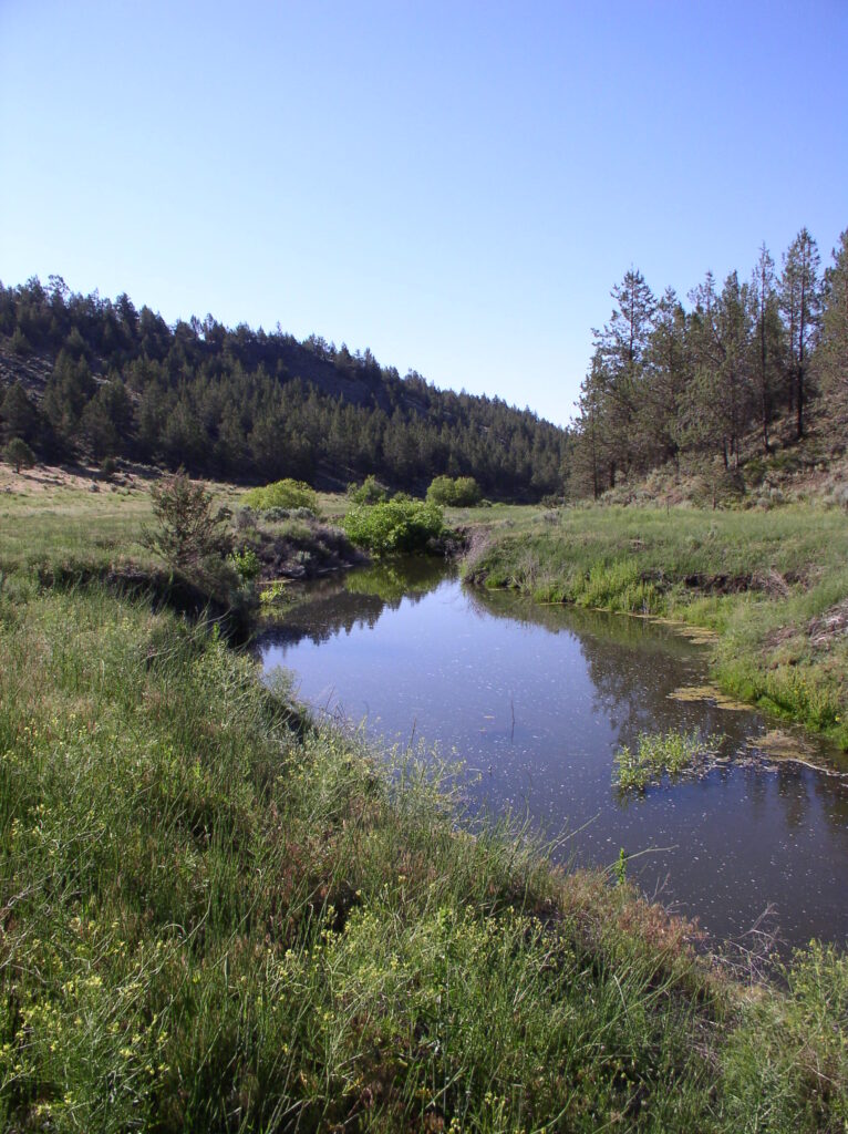 A stream peacefully meanders through a field.