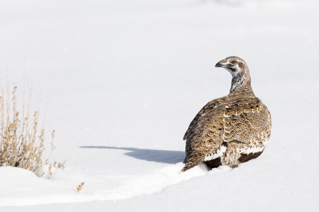 A sage grouse hen in the snow
