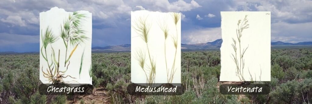 A visual detailing three different types of invasive grasses.