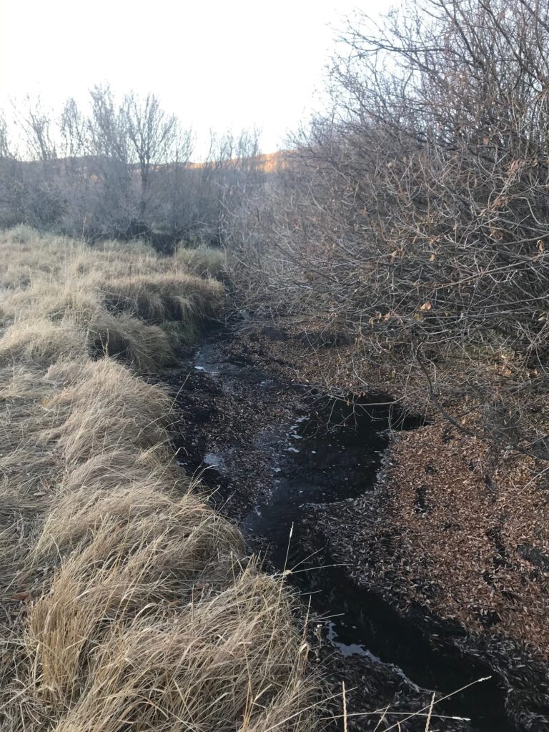 A creek with low water flows under willows and grass.