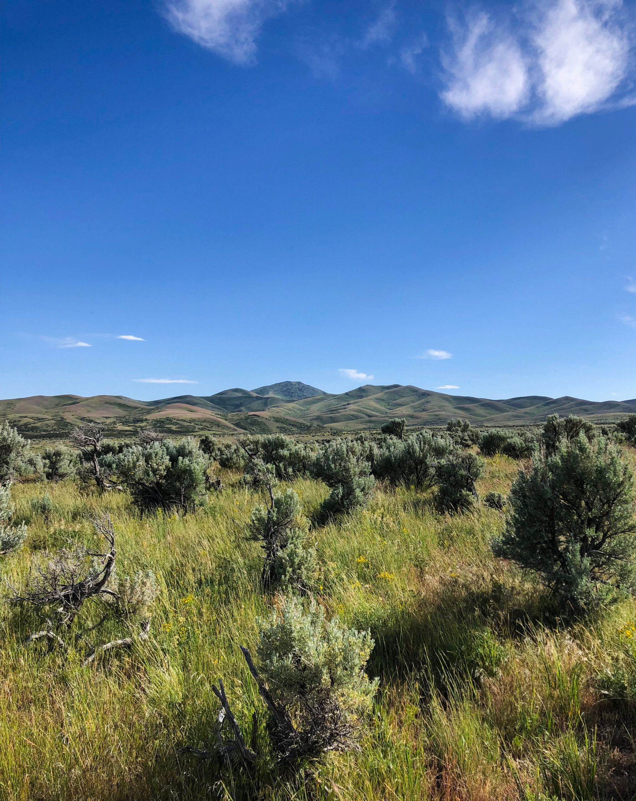 Healthy sagebrush stands with perennial bunch grasses make ideal sage grouse nesting habitat, as long as the cheatgrass is kept in check.