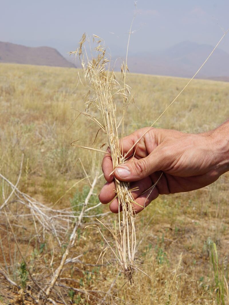 Hand holding cheatgrass.