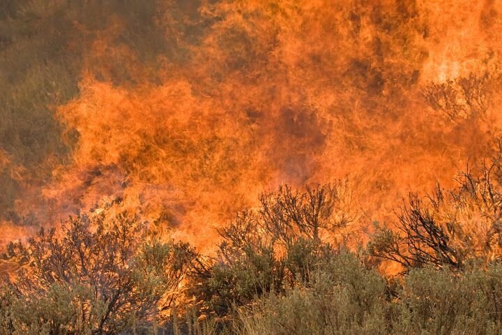 Sagebrush on fire