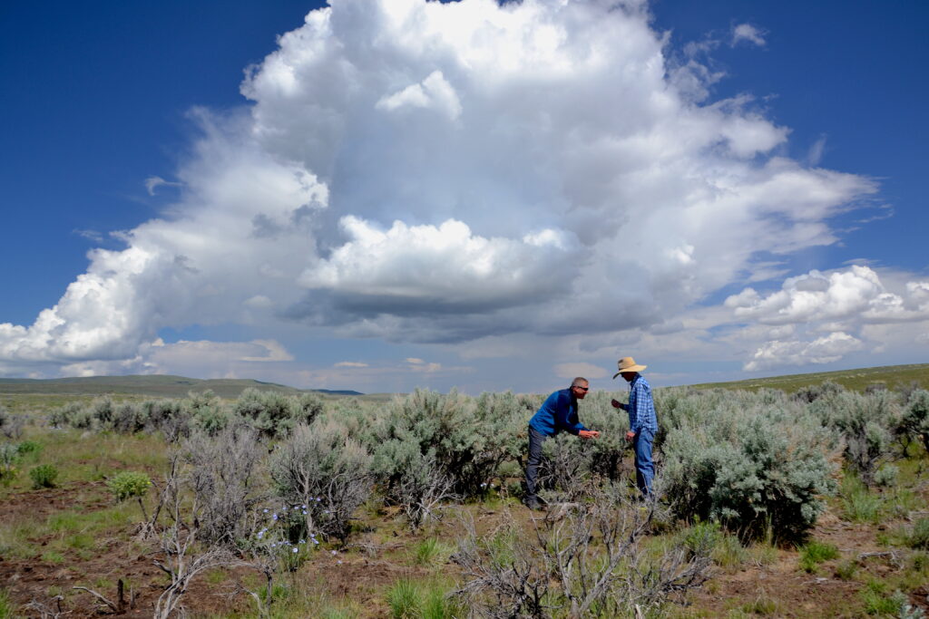 Inspecting sagebrush that survived fire