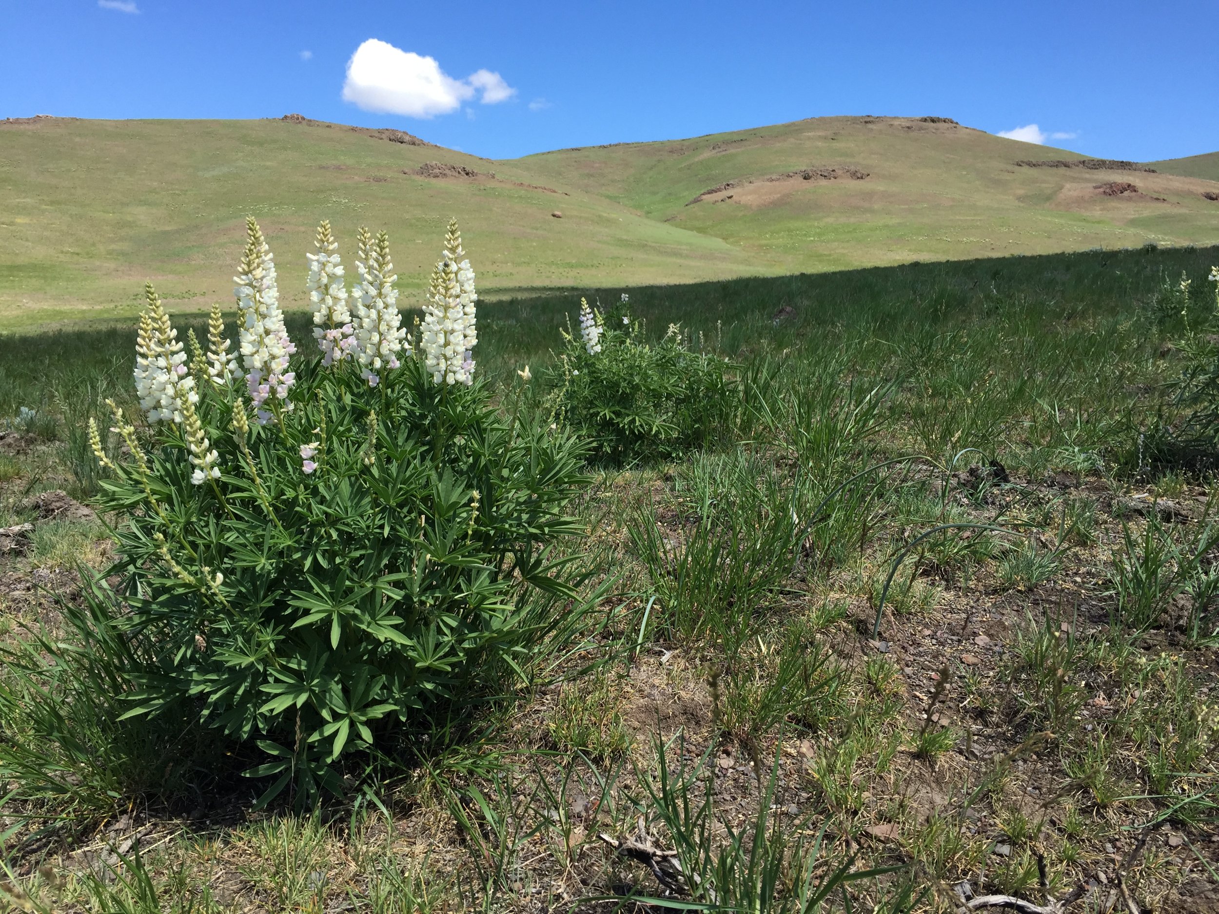 Lupine in a field