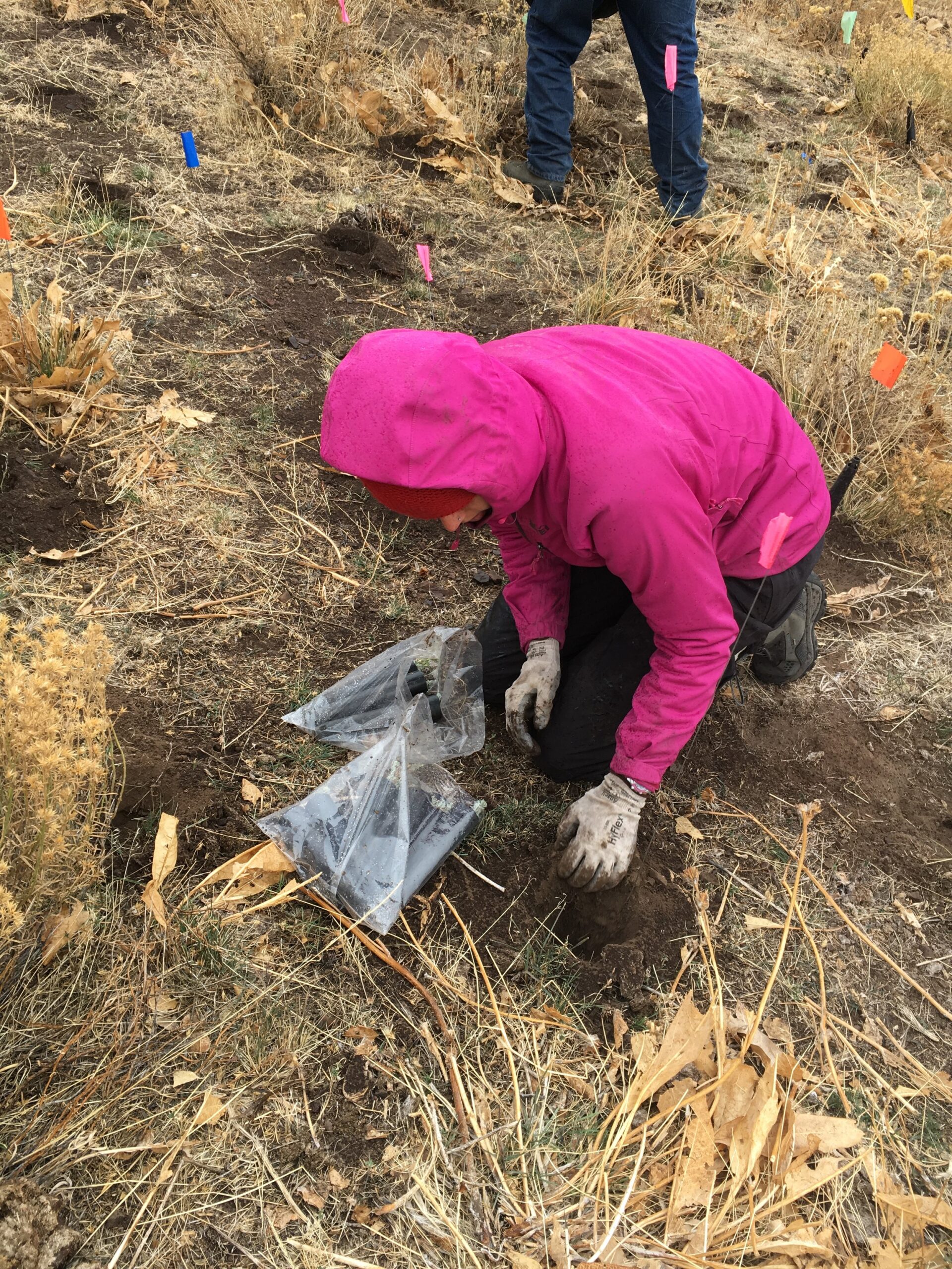 Zell and her fellow interns brave sagebrush country in November to plant sagebrush seedlings in an area that had recently burned.