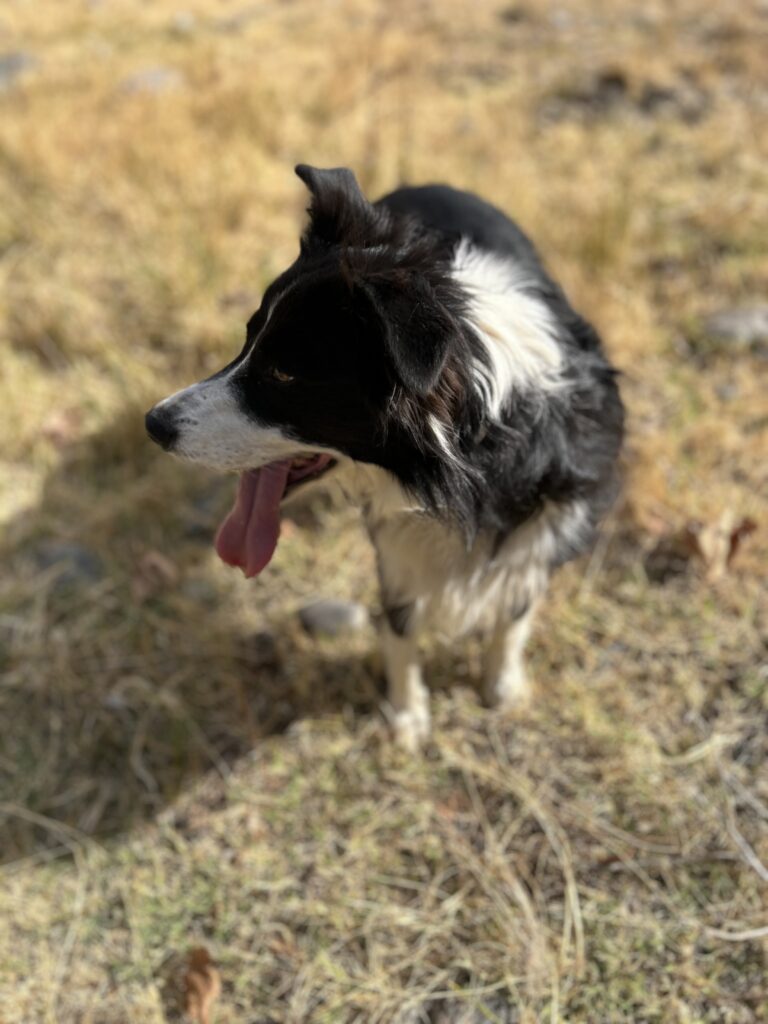 A gallery of portraits of working dogs.
