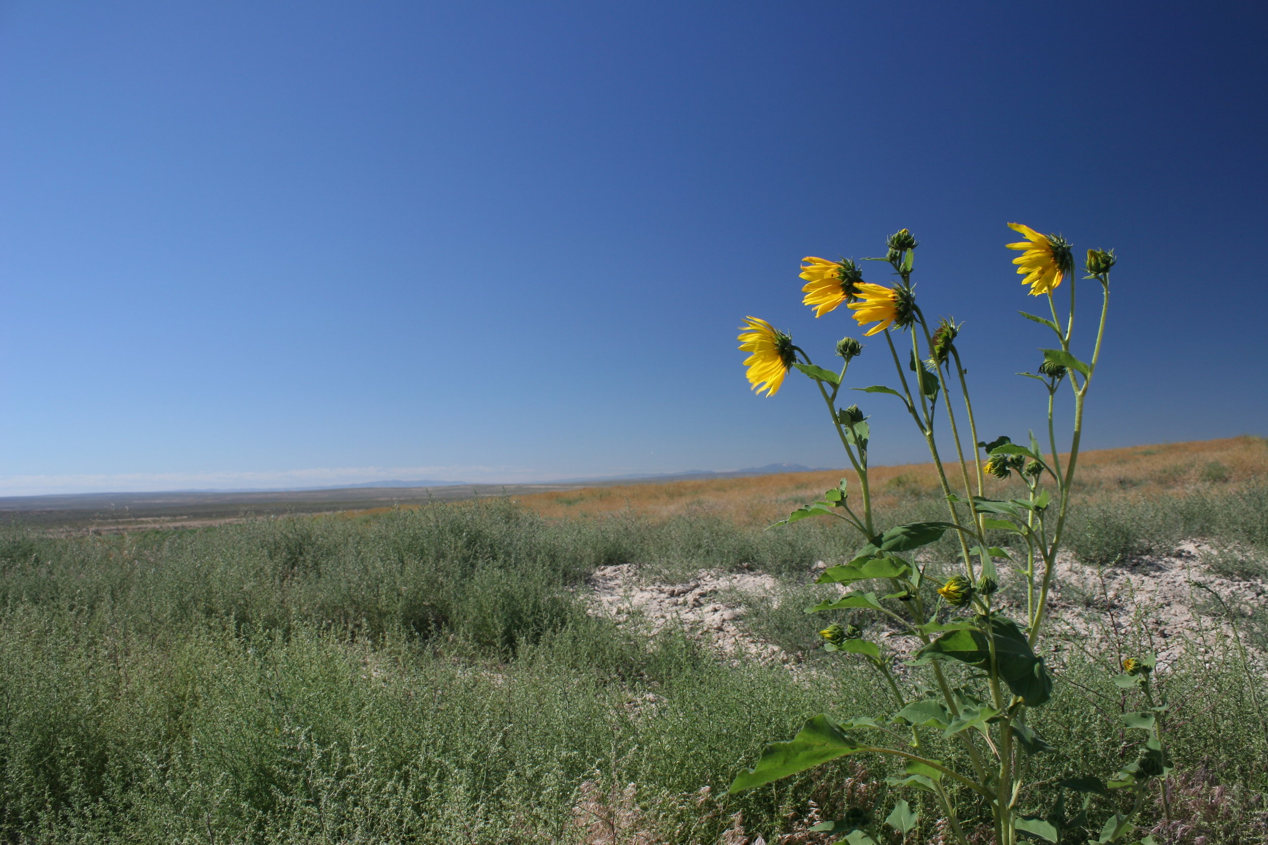 A single sunflower stock rises against a backdrop of Russian thistle, cheatgrass and other invasive species.