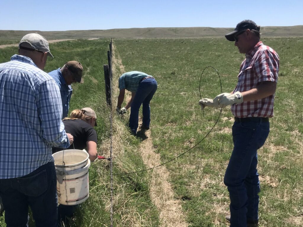 A group of people build a fence in the grassland.