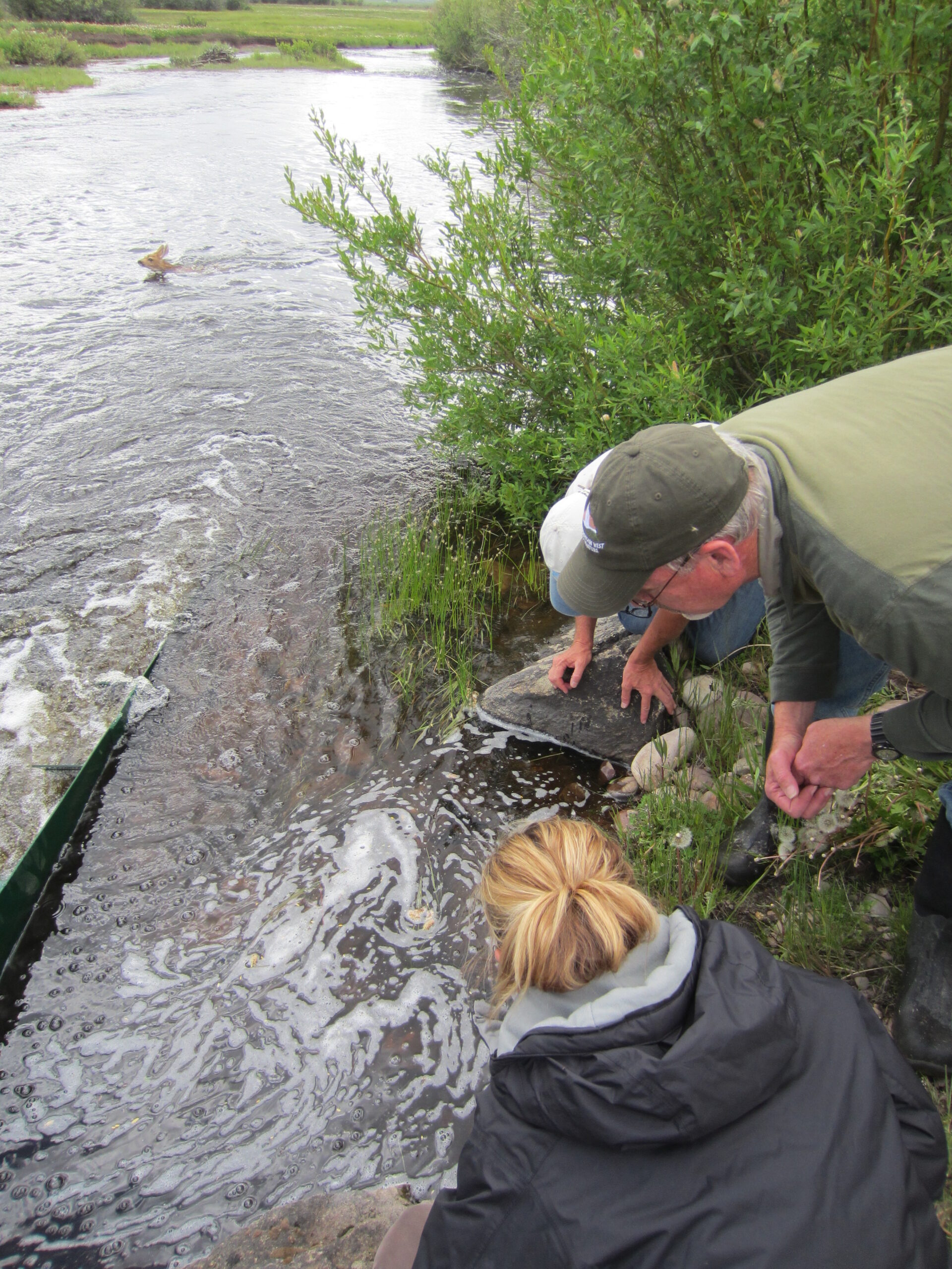Three people kneel next to a river to inspect a fish passage structure as a deer swims across the river downstream.