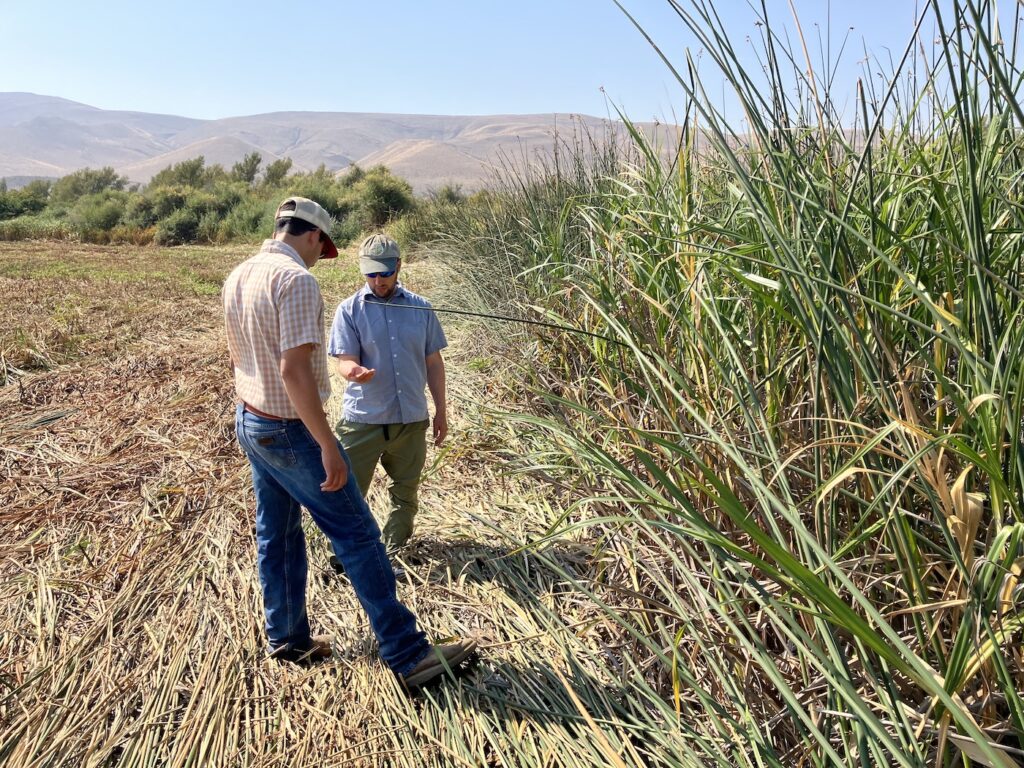 Wetland managers assess food production in a dry unit.