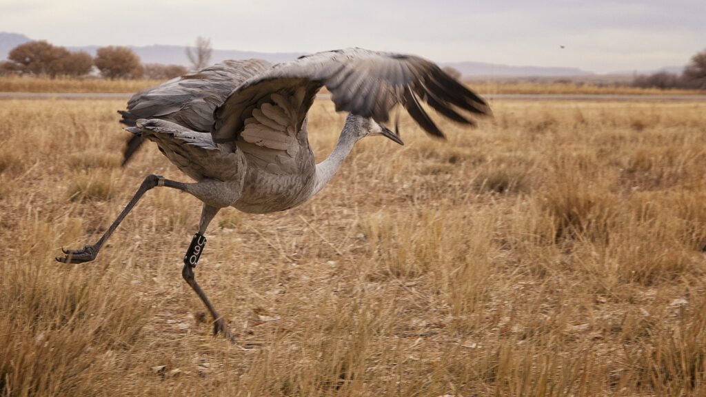 A sandhill crane runs to take flight.