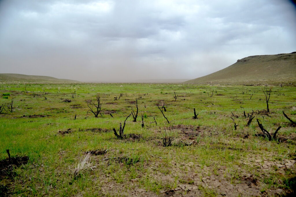 Burned sagebrush skeletons