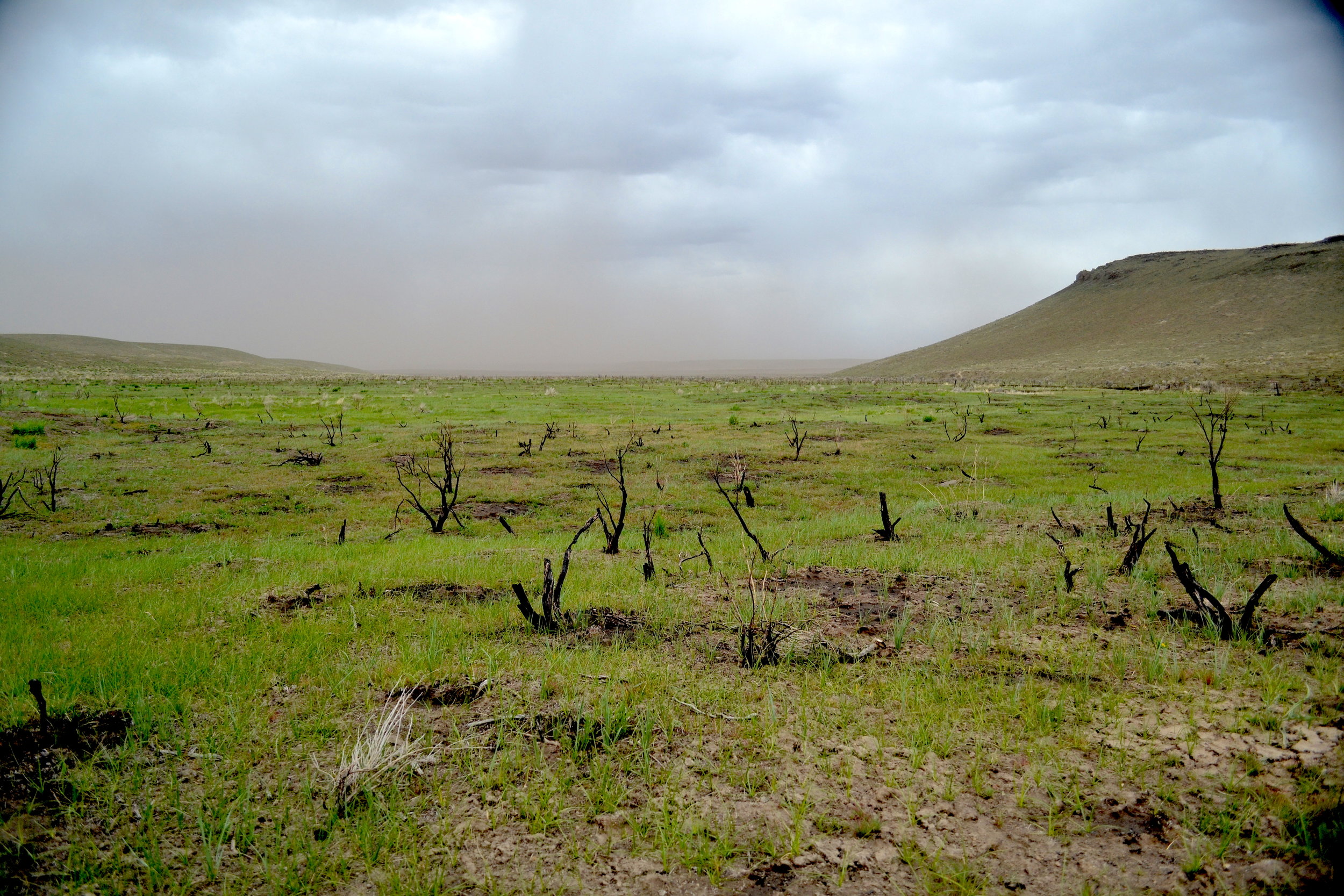 Burned sagebrush skeletons