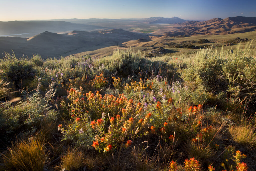 NV_Pine Hills Forest_Bob Wick BLM.jpg