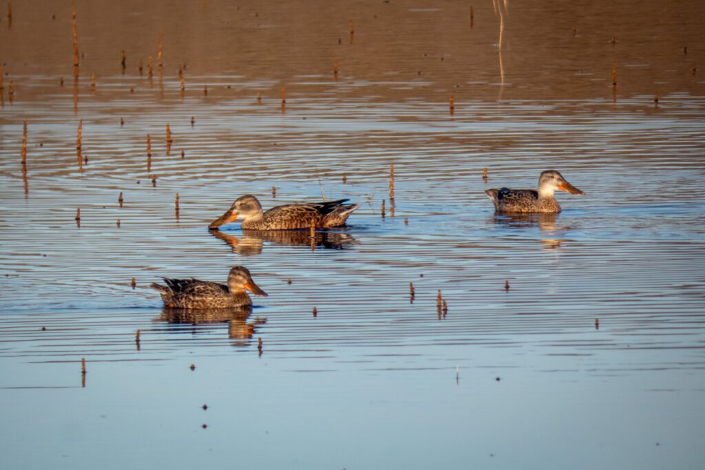 Migratory birds swimming in water