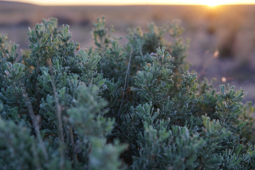 Sagebrush at sunset